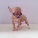 ด.ญ. Nikki Super T-cup หนักแค่ 2.5 ขีด (มีคลิปวีดีโอ)