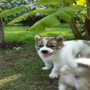 ลูกสุนัขบางแก้ว  อายุ 45 วัน ...ย้ายบ้านแล้วค่ะ..