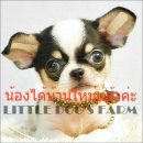 LITTLE DOG'S FARM : ย้ายบ้านแล้วค่ะ ตัวเลกจิ๋ว ขนสั้น หน้าสั้น แบ๊วๆค่ะ อัพเดตคล...