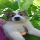 ลูกสุนัขบางแก้ว เพศผู้  พร้อมย้ายบ้านแล้วค่ะ