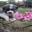 ลูกสุนัขบางแก้ว พร้อมย้ายบ้านค่ะ