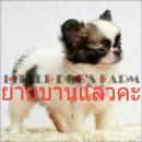 LITTLE DOG'S FARM : ย้ายบ้านแล้วค่ะ!! สาวน้อยชิวาวาขนยาว ทรงสวย หน้าสวย อัพเดตคล...