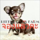 LITTLE DOG'S FARM : จองแล้วค่ะ ตัวเล็กจิ๋วๆ สีชอคโกแลตแอนด์แทน มีคิ้ว มีแก้ม มาร...