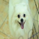 FYPOM KENNEL แบ่งขายแม่พันธุ์สีขาว อายุ 3 ปี ไซส์ใหญ่ ลูกดก เคยจ่ายลูกมาแล้ว 3 ค...