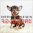 LITTLE DOG'S FARM : จองแล้วค่ะ ตัวเล็กๆ สีชอคโกแลตแอนด์แทน มีคิ้วมีแก้ม น่ารักๆค...