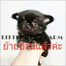 LITTLE DOG'S FARM : ย้ายบ้านแล้วค่ะ ชิวาวาขนยาว ไซด์ทีคัพ สีแบลคแทน ขนฟูหน้าหวาน...