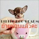 LITTLE DOG'S FARM : ย้ายบ้านแล้วค่ะ ชิวาวาขนสั้น ตัวเล็กๆ สีชอคโกแลตแอนด์แทน อัพ...