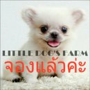 LITTLE DOG'S FARM : "จองแล้วค่ะ" ชิวาวาขนยาวสีขาว ขนแน่น หน้าสั้นสวยหว...