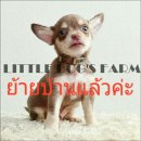 LITTLE DOG'S FARM : ย้ายบ้านแล้วค่ะ!! ชิวาวาขนสั้น สีชอคโกแลตแอนด์แทน มีคิ้ว มีแ...