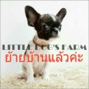 LITTLE DOG'S FARM : ย้ายบ้านแล้วค่ะ ชิวาวาขนสองชั้น วัคซีน2เข็ม น่ารักๆ อัพเดตคล...