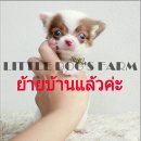 LITTLE DOG'S FARM : ย้ายบ้านแล้วค่ะ ชิวาวาขนยาว น่ารักๆเหมือนตุ๊กตาจ้า มีคลิปให้...