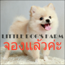 LITTLE DOG'S FARM : จองแล้วค่ะ สาวน้อยปอมเมอเรเนียน สีขาวครีม ขนฟู น่าตาน่ารักๆจ...