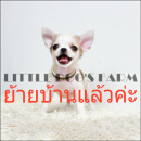 LITTLE DOG'S FARM : ย้ายบ้านแล้วค่ะ หนุ่มน้อยชิวาวาไซด์ทีคัพ ตัวเล็กจิ๋วๆ น่ารัก...