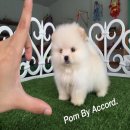 Pom By Accord จำหน่ายปอมเมอเรเนียน หน้าหมี ขนแน่น มีหลายเกรด เข้ามาดูน้องพร้อมย้...