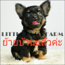 LITTLE DOG'S FARM : ย้ายบ้านแล้วค่ะ สาวน้อยชิวาวา ขนยาว สีแบลคแอนด์แทน ขนเงาสวยน...