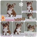 ★^-^*★ WWW.WOWWCHIHUAHUA.COM★^-^*★.. 3 ชิวาวาขนยาวสีชอคเพศผู้หน้าสั้นสวย ใบเพดสม...