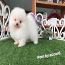 Pom By Accord จำหน่ายปอมเมอเรเนียน หน้าหมี ขนแน่น มีหลายเกรด หลายราคา สอบถามได้ค...