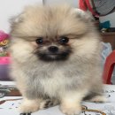 ขายปอมหน้าหมี สีส้ม เพศผู้ ไซต์เล็ก ฟรอมสวย ราคาเบา 9500บาท