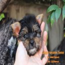 ยอร์คเชีย เพศผู้ ขนหนา ขาใหญ่ล่ำ