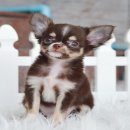 ★^-^*★ WWW.WOWWCHIHUAHUA.COM★^-^*★." น้องโรเวอร์ ชิวาวา เพศผู้ สีชอคโกแลตแท...