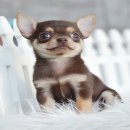 ★ WWW.WOWWCHIHUAHUA.COM★"น้องสตาร์" ชิวาวาเพศเมีย ขนสั้น สีขาวชอคโกแลต...