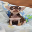 ★^-^*★ WWW.WOWWCHIHUAHUA.COM★^-^*★." "น้องโรซี่"ชิวาวา เพศเมีย ขน...