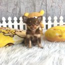 สุดหล่อหัวกลม ตาแป๋ว สีชอคโกแลต .."ด.ช.บับเบิ้ล" 