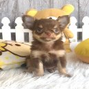 ★^-^*★ WWW.WOWWCHIHUAHUA.COM ★^-^*★." น้องบับเบิ้ล" ชิวาวาเพศผู้ ขนยาว...