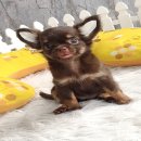 ★^-^*★ WWW.WOWWCHIHUAHUA.COM★^-^*★." น้องมีมี่ เพศเมีย ขนยาว สีชอคโกแลตแทน...