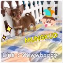 น้องมังคุด ... ชิวาวาสีชอคแทนเพศผู้ขนสั้น หัวแอปเปิล สุดน่ารัก