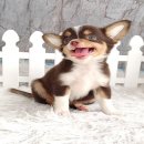 ★^-^*★ WWW.WOWWCHIHUAHUA.COM ★^-^*★.น้องคุ๊กกี้ ชิวาวาเพศเมีย ขนยาว สีชอคโกแลตแท...