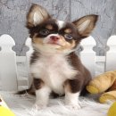 ★^-^*★ WWW.WOWWCHIHUAHUA.COM ★^-^*★." น้องคุ๊กกี้" ชิวาวาเพศเมีย ขนยาว...