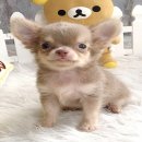 ★^-^*★ WWW.WOWWCHIHUAHUA.COM★^-^*★ น้องฮีโร่ ชิวาวาเพศผู้ ขนยาว สีไลแลค 9500