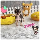 ★ WWW.WOWWCHIHUAHUA.COM★"น้องจินนี่" ชิวาวา เพศเมีย ขนสั้น สีแบลคแทน 9...
