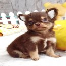 ★^-^*★ WWW.WOWWCHIHUAHUA.COM ★^-^*★." น้องวู๊ดดี้" ชิวาวาเพศผู้ ขนยาว...