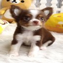 ★^-^*★ WWW.WOWWCHIHUAHUA.COM ★^-^*★." น้องมดแดง" ชิวาวาเพศเมียขนยาว สี...