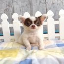 ★^-^*★ WWW.WOWWCHIHUAHUA.COM ★^-^*★." น้องโมริ" ชิวาวาเพศเมียขนยาว สีข...