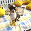 2 ชิวาวาสีชอคโกแลตขนสั้นสุดน่ารัก