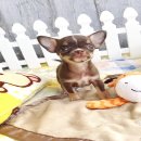 ★^-^*★ WWW.WOWWCHIHUAHUA.COM★^-^*★."น้องโจ๊กเกอร์ เพศผู้ ขนสั้น สีชอคโกแลตแ...