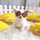 ★^-^*★ WWW.WOWWCHIHUAHUA.COM ★^-^*★." น้องโมริ" ชิวาวาเพศเมียขนยาว สีข...