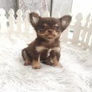 ★^-^*★ WWW.WOWWCHIHUAHUA.COM ★^-^*★." น้องวู๊ดดี้" ชิวาวาเพศผู้ ขนยาว...