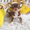 ★^-^*★ WWW.WOWWCHIHUAHUA.COM★^-^*★"น้องขนุน" ชิวาวาเพศเมียขนสั้น สีชอค...