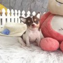 ★^-^*★ WWW.WOWWCHIHUAHUA.COM ★^-^*★." น้องนัตตี้" ชิวาวาเพศเมีย ขนสั้น...