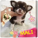 ★^-^*★ WWW.WOWWCHIHUAHUA.COM ★^-^*★." น้องมะลิชิวาวาเพศเมียขนยาว สีชอคโกแลต...