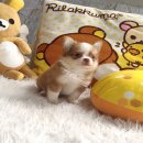 ★ WWW.WOWWCHIHUAHUA.COM★"น้องมะยม" ชิวาวา เพศเมีย ขนยาว สีขาวน้ำตาลทอง...