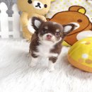 ★^-^*★ WWW.WOWWCHIHUAHUA.COM ★^-^*★." น้องมะลิ" ชิวาวาเพศเมีย ขนยาว สี...