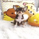 ★^-^*★ WWW.WOWWCHIHUAHUA.COM★ ^-^*★."น้องยาคูลท์" ชิวาวาเพศเมีย ขนสั้น...