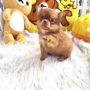 ★^-^*★ WWW.WOWWCHIHUAHUA.COM ★^-^*★." น้องกระท้อน" ชิวาวาเพศเมียขนยาว...
