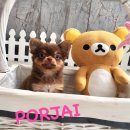 ★^-^*★ WWW.WOWWCHIHUAHUA.COM ★^-^*★." น้องพอใจ" ชิวาวาเพศเมีย ขนยาว สี...
