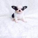 ชิวาวาเกรด A